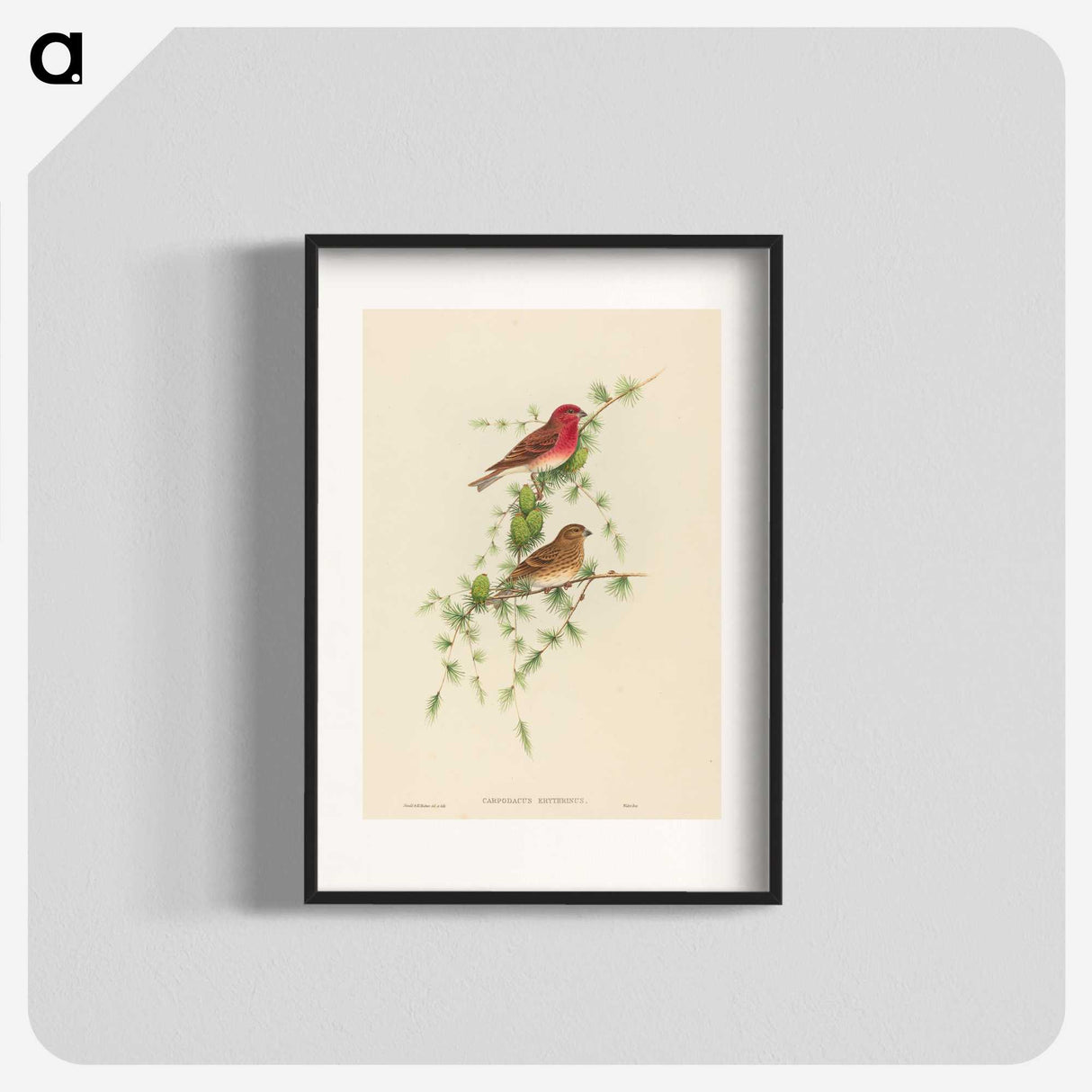 2-7_John-Gould_blk