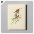 2-7_John-Gould_canvas