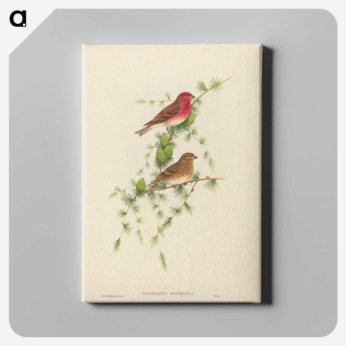 2-7_John-Gould_canvas