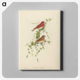 2-7_John-Gould_canvas