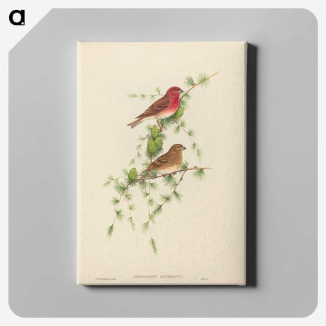 2-7_John-Gould_canvas
