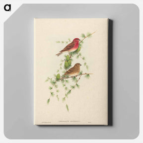 アートパネル-Common Rose Finch
 - ジョン グールド Canvas.
