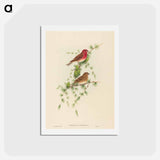 アートポストカード-Common Rose Finch
 - ジョン グールド Postcard.