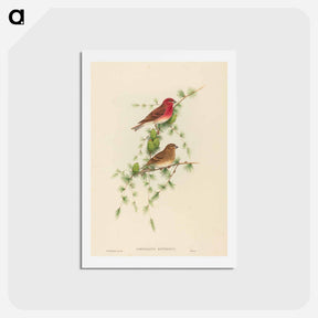 アートポストカード-Common Rose Finch
 - ジョン グールド Postcard.