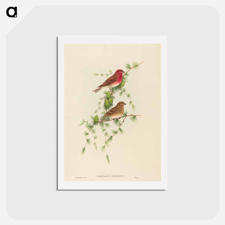 アートポストカード-Common Rose Finch
 - ジョン グールド Postcard.