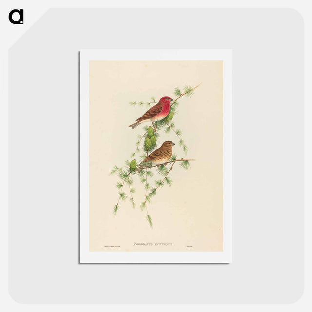 アートポストカード-Common Rose Finch
 - ジョン グールド Postcard.