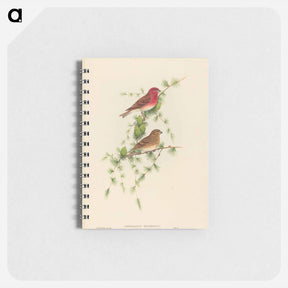 アートメモ帳-Common Rose Finch
 - ジョン グールド Memo.
