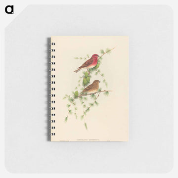 Common Rose Finch
 - ジョン グールド Memo.