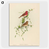 2-7_John-Gould_picture-crop