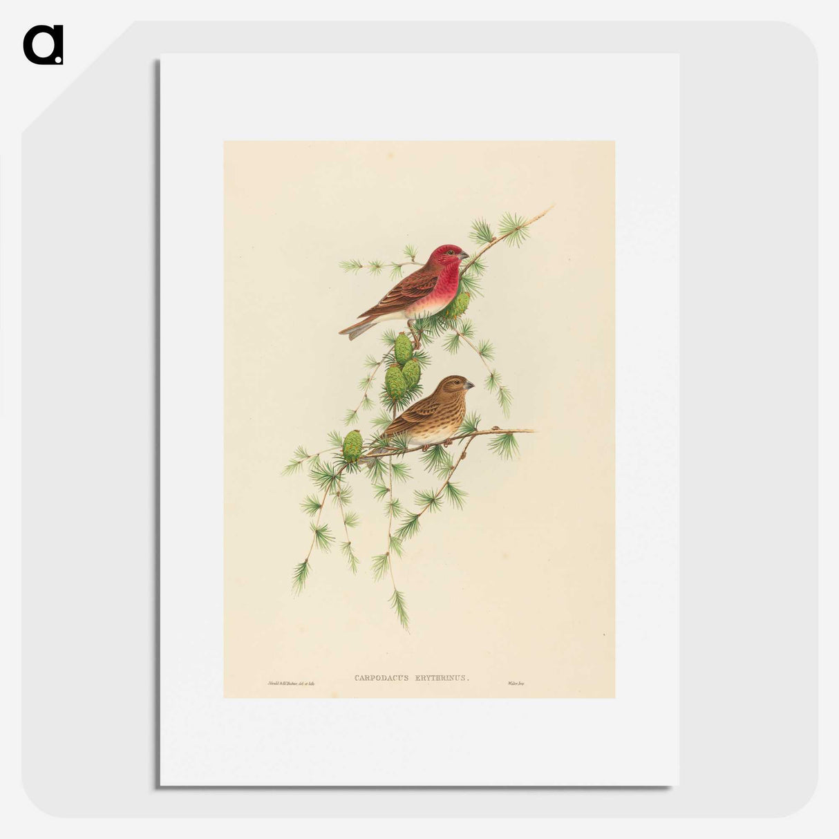 2-7_John-Gould_picture