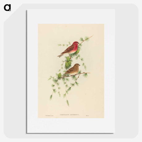 2-7_John-Gould_picture