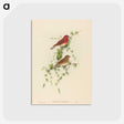 2-7_John-Gould_postcard