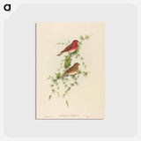 アートポストカード-Common Rose Finch
 - ジョン グールド Postcard.