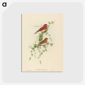 2-7_John-Gould_postcard