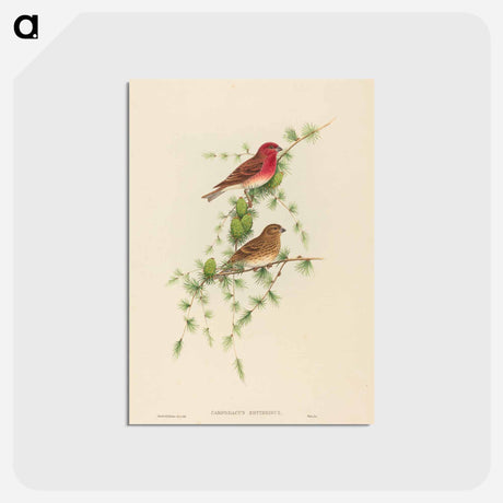 アートポストカード-Common Rose Finch
 - ジョン グールド Postcard.