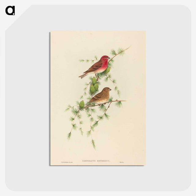 2-7_John-Gould_postcard