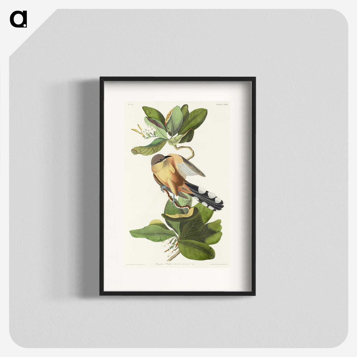 2-7_John-James-Audubon_blk