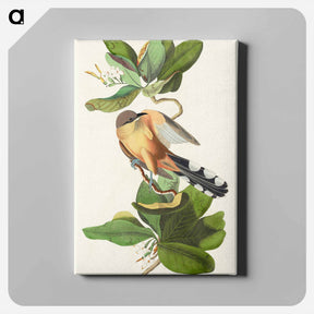 アートパネル-Mangrove Cuckoo
 - ジョン ジェームス オーデュボン Canvas.