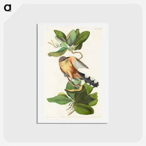 アートポストカード-Mangrove Cuckoo
 - ジョン ジェームス オーデュボン Postcard.