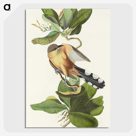 2-7_John-James-Audubon_picture-crop