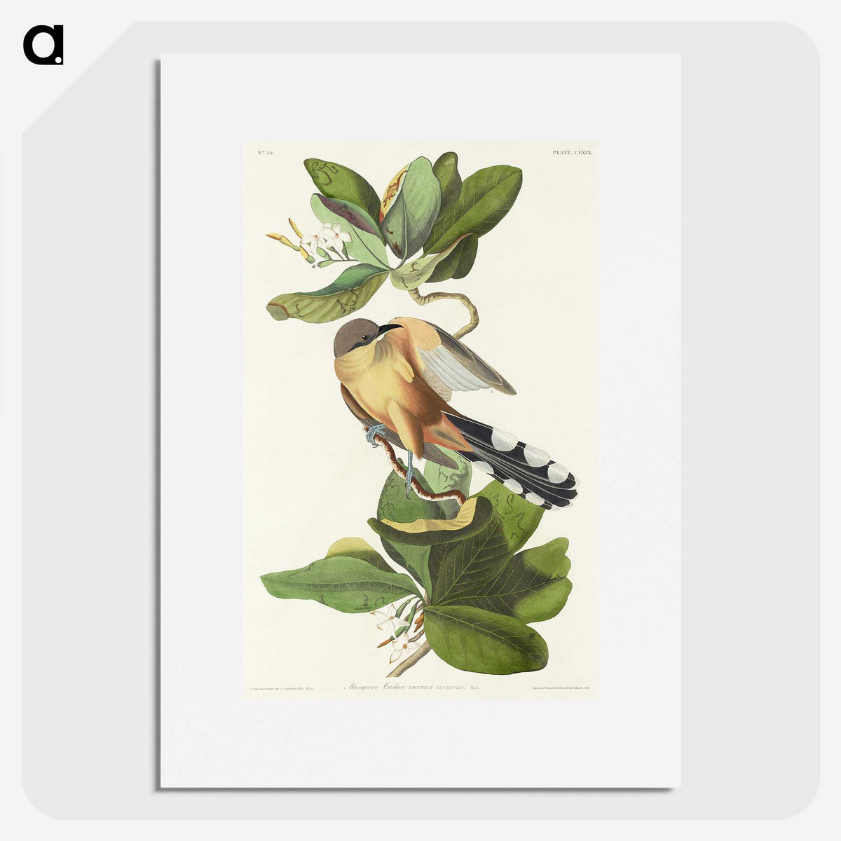2-7_John-James-Audubon_picture
