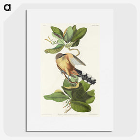 2-7_John-James-Audubon_picture