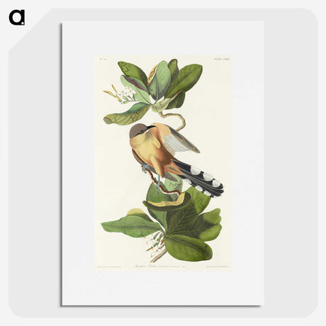 2-7_John-James-Audubon_picture