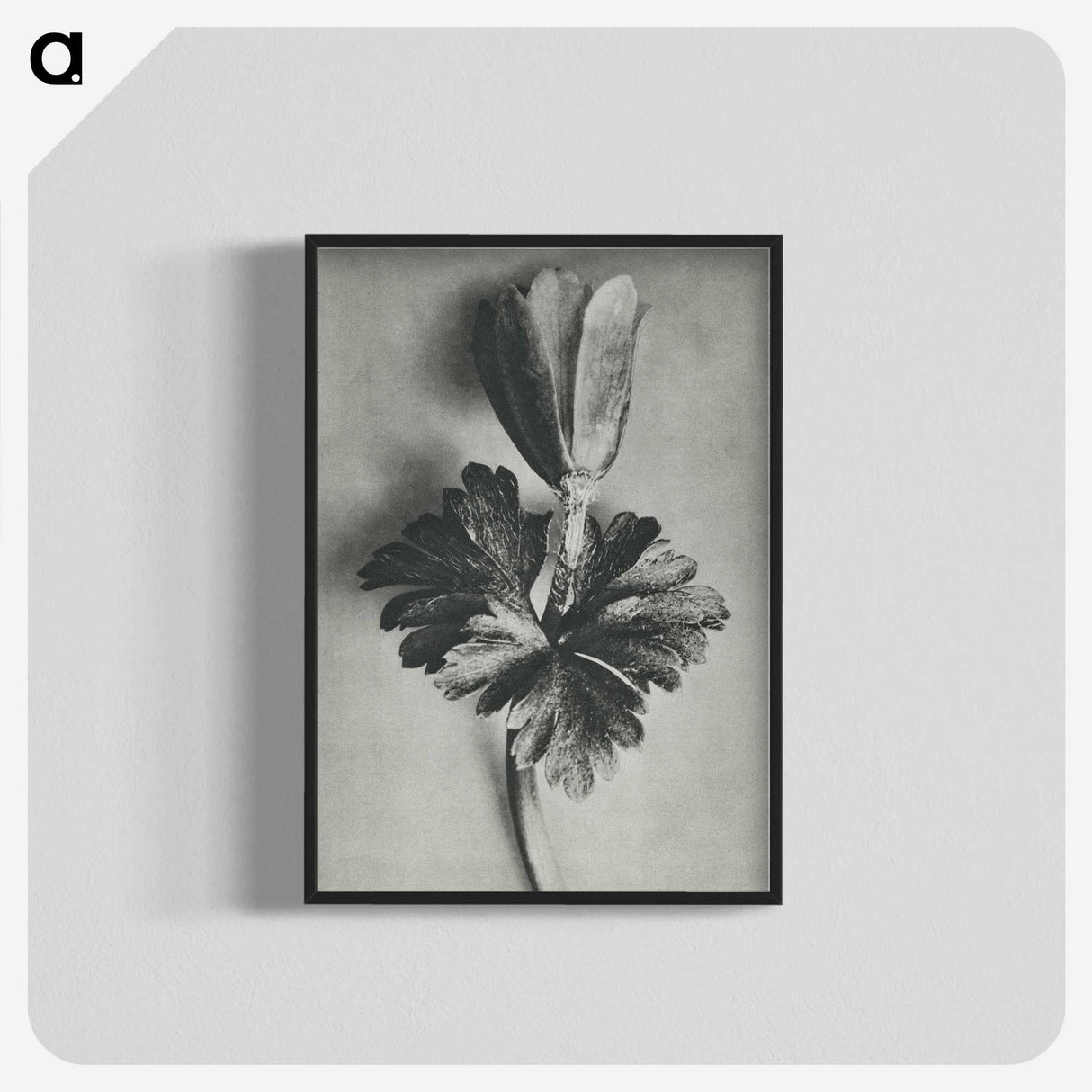2-7_Karl-Blossfeldt_blk-crop