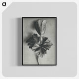 2-7_Karl-Blossfeldt_blk-crop