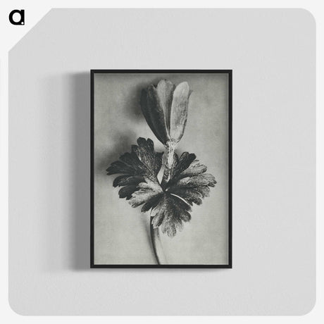 2-7_Karl-Blossfeldt_blk-crop