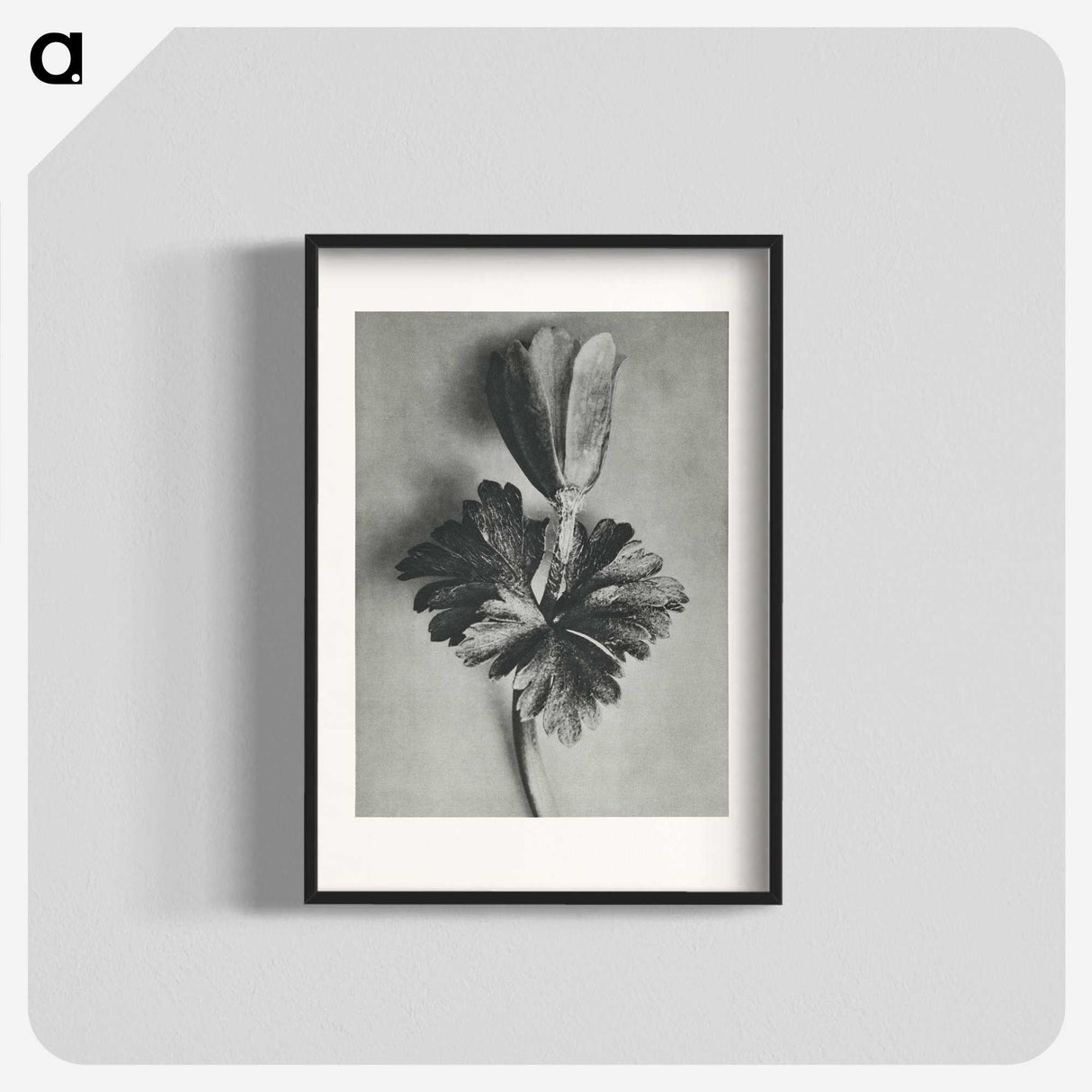 2-7_Karl-Blossfeldt_blk