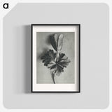 2-7_Karl-Blossfeldt_blk