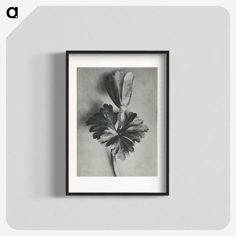 2-7_Karl-Blossfeldt_blk