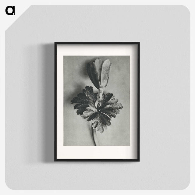 2-7_Karl-Blossfeldt_blk