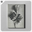 2-7_Karl-Blossfeldt_canvas