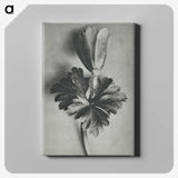 2-7_Karl-Blossfeldt_canvas