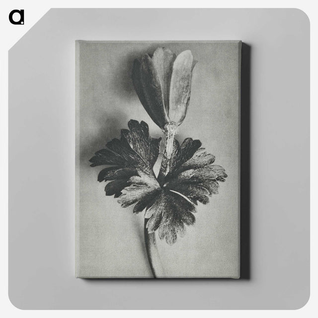2-7_Karl-Blossfeldt_canvas