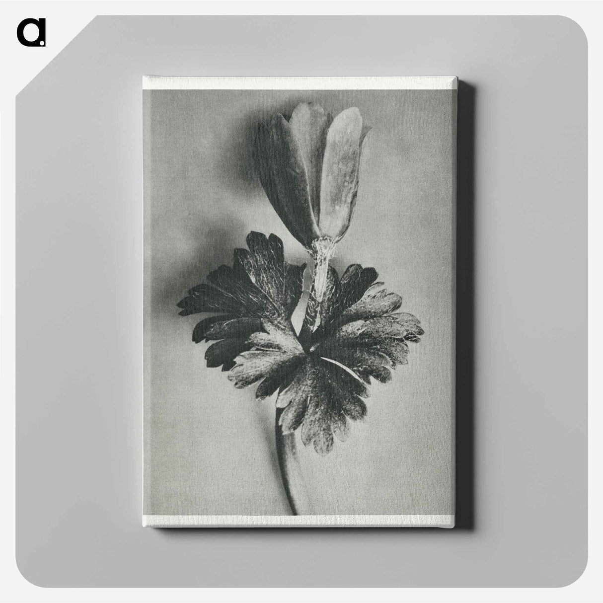 Anemone Blanda - Karl Blossfeldt Canvas.