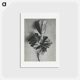 アートポストカード-Anemone Blanda - カール ブロスフェルト Postcard.