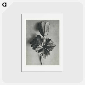 アートポストカード-Anemone Blanda - カール ブロスフェルト Postcard.