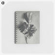 2-7_Karl-Blossfeldt_memo