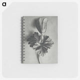 2-7_Karl-Blossfeldt_memo
