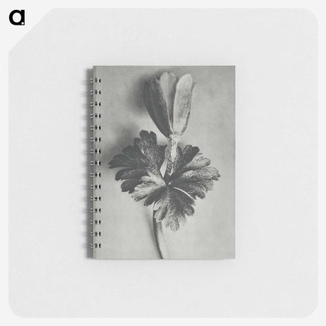 2-7_Karl-Blossfeldt_memo