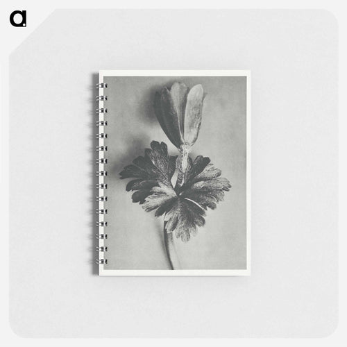 Anemone Blanda - Karl Blossfeldt Memo.