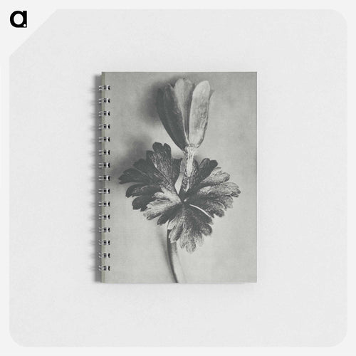 Anemone Blanda - カール ブロスフェルト Memo.