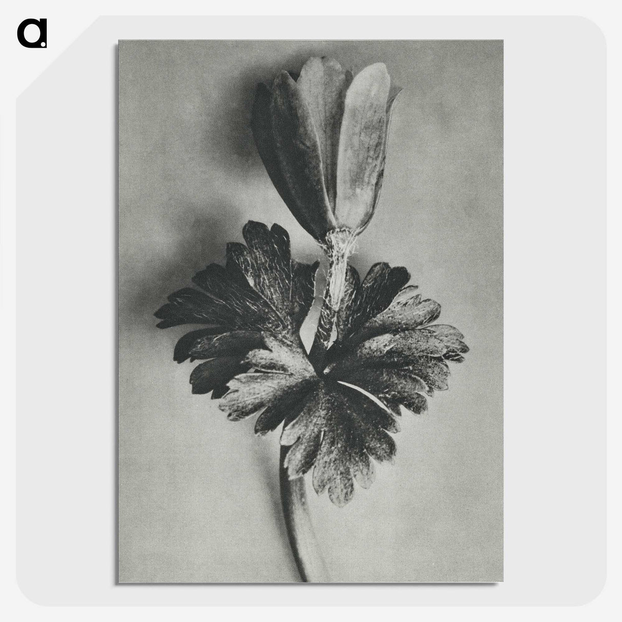 2-7_Karl-Blossfeldt_picture-crop