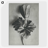 2-7_Karl-Blossfeldt_picture-crop