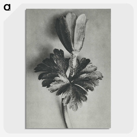 2-7_Karl-Blossfeldt_picture-crop
