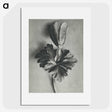 2-7_Karl-Blossfeldt_picture