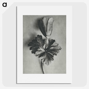 2-7_Karl-Blossfeldt_picture